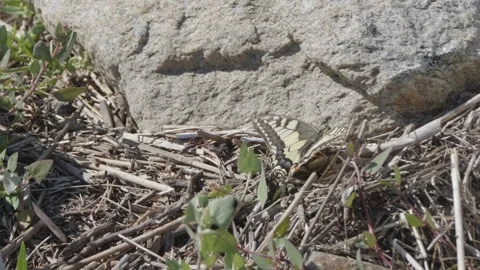 Old World Swallowtail Butterfly Sitting on Ground Sunbathing Video stock 344854628