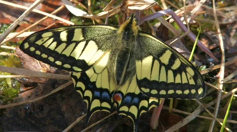Old World Swallowtail,  close up. Stock-Footage 708379