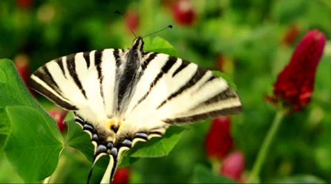 Old World Swallowtail Stock Footage 37621910