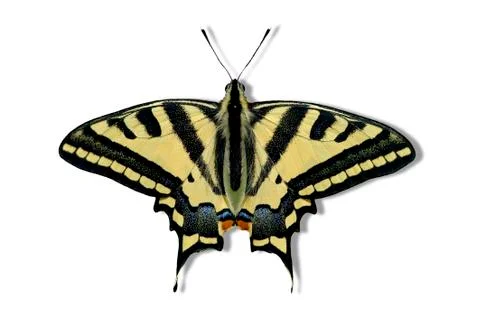 Old World swallowtail 写真素材