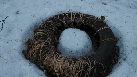 Old worn tire in forest Stock Footage 130866752
