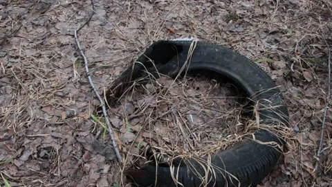 Old worn tire in forest Stock Footage 130867397