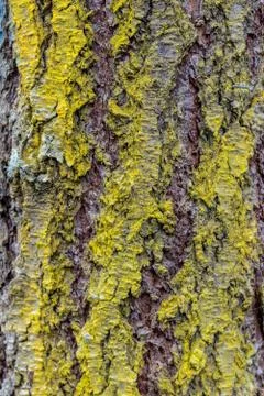 Old worn tree bark moss growing Stock Photos