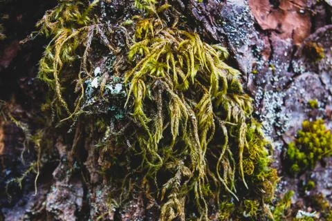 Old worn tree bark moss growing Stock Photos