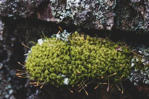 Old worn tree bark moss growing Stock Photos