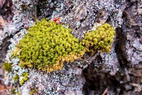 Old worn tree bark moss growing Stock Photos