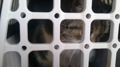 Old wounded cat in case for transporting Stock Footage 86790182