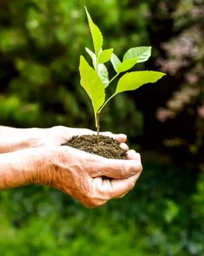 Old wrinkled hands holding a green young plant and earthy handful Stock Photos