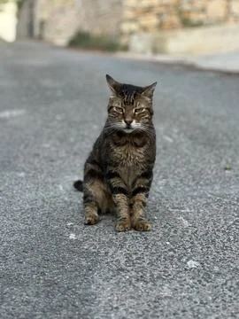 Old yard cat, close-up. Red street cat. A pet is walking in the yard. Stock Photos
