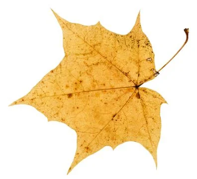 Old yellow autumn leaf of maple tree isolated Stock Photos