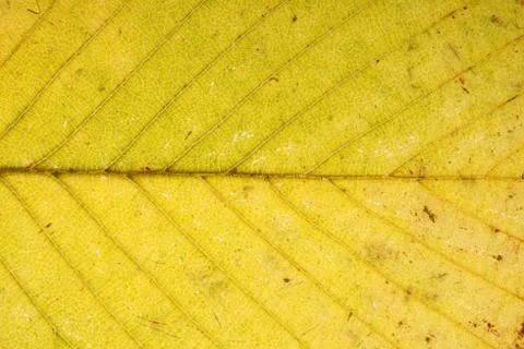 Old yellow leaf. background for design Stock Photos