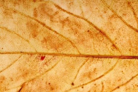 Old yellow leaf. background for design Stock Photos