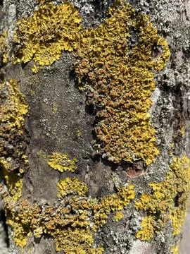 Old yellow moss on the tree Stock-Fotos