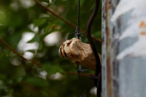 An old yellowed broken and gnawed large bone sticks out from behind the fence Stock Photos