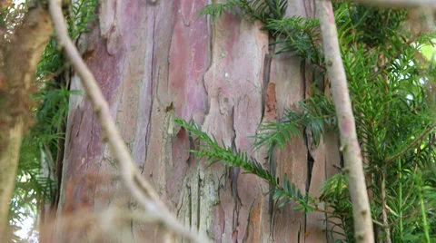 Old yew tree bark Stock Footage 34328804