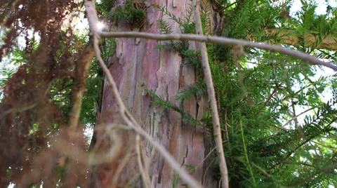 Old yew tree bark Video stock 34330583