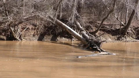 Olde Rope Mill Rd Park, GA, Large dead tree in the Little River Stock Footage 86954966