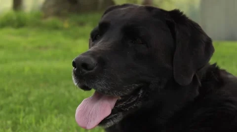 Older age black lab panting Video stock 52452015