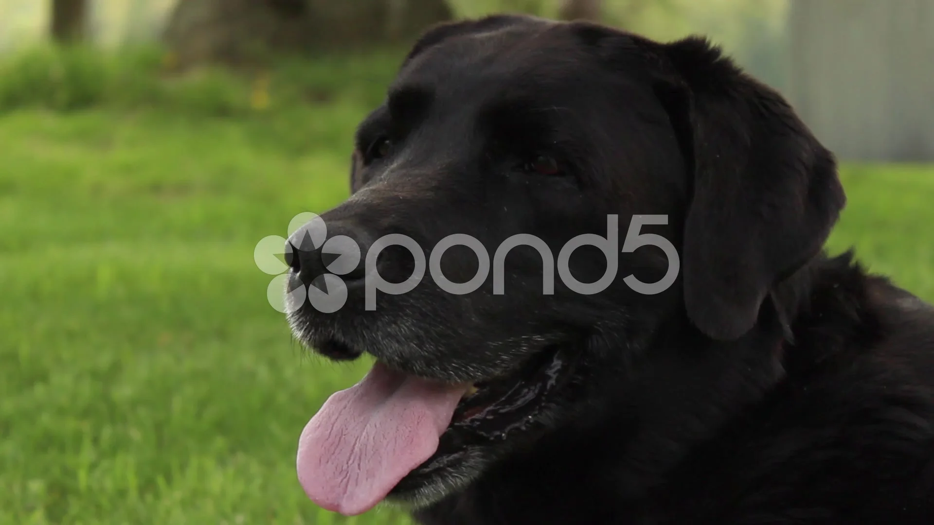 black lab panting