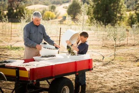 Older Caucasian man and grandson working in olive grove Stock Photos