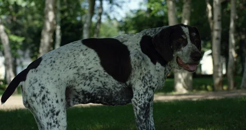 Older dog German shorthaired pointer panting on walk along park path Stock Footage 127642526