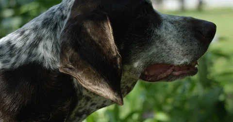 Older dog - german shorthaired pointer - relaxing outdoors in summer - side p Stock Footage 127666424