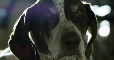 Older dog looking towards camera - close up - German shorthaired pointer Stock Footage 123687335
