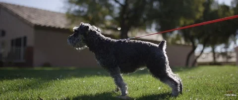 Older Dog Looking In Wet Grass With Awesome Bokeh 6k 100fps Stock Footage 88746452