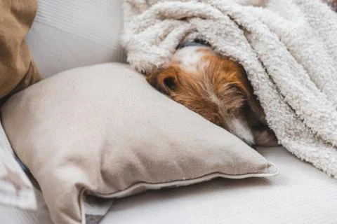 Older dog lying on the sofa Stock Photos