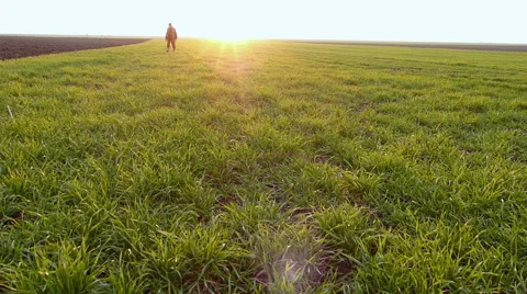 Older farmer checking on grain fields in early winter Stock Footage 49095265
