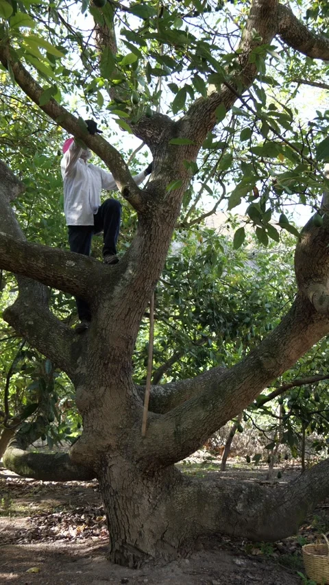 Older Farmer Climbing Avocado Trees During Harvest Vidéo 342085902