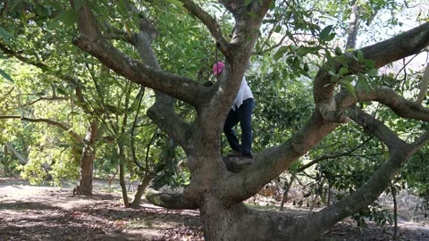 Older Farmer Climbing Avocado Trees During Harvest Vidéo 342086051