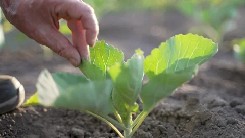Older farmer hand touching cabbage plant Stock Footage 197718202