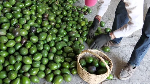 Older Farmer Selecting Fresh Avocados from Harvested Produce Video stock 342086033