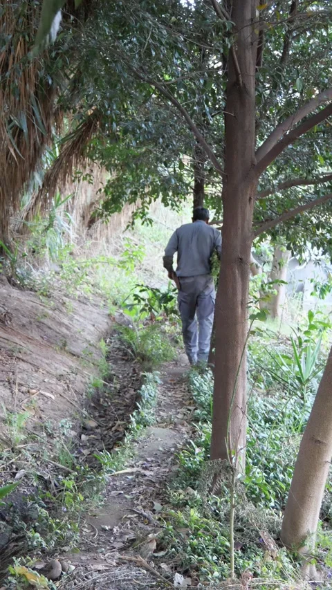 Older Farmer Walking Along an Irrigation Canal in the Countryside Vidéo 342085904