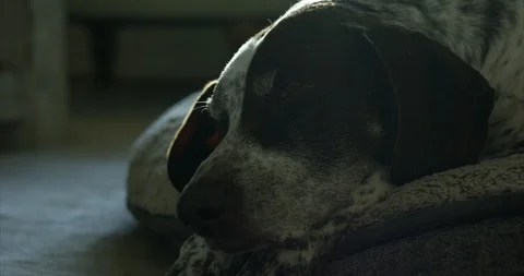 Older german shorthaired pointer dog drifts in and out of sleep on mat in mor Stock Footage 123514053