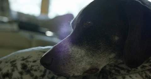 Older German Shorthaired pointer dog looks up at owner from mat in living roo Stock Footage 123713526