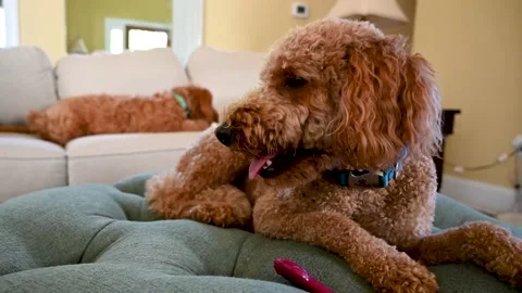 Older goldendoodle looking over it's shoulder. Stock Footage 132609740