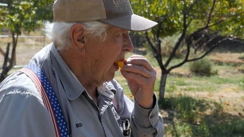 Older man eats peach in orchard Stock Footage 103402421