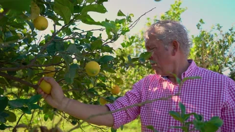 Older man picking lemons from a lemon orchard with denomination of origin, .. Stock Footage 228985062