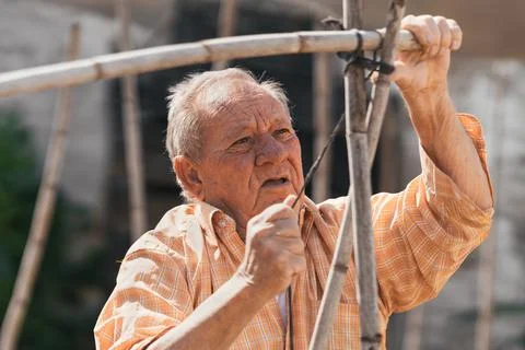 Older man preparing structure to grow tomato. Selective focus. Stock Photos