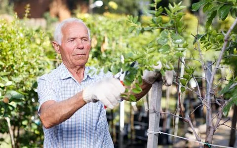 Older man pruning fruit trees Stock Photos