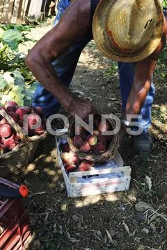 An older man transferring freshly picked peaches into a crate Stock Photos