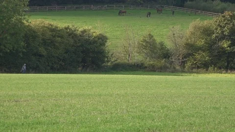 Older Man Walking Dog in a Field Stock Footage 80419968