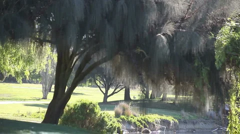 Older man walking in a park Stock Footage 5089851