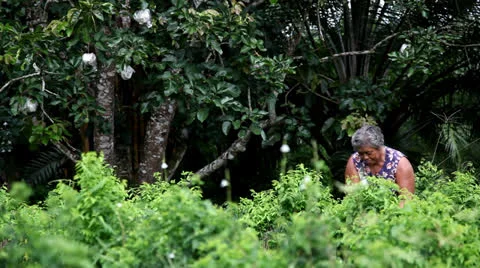 Older planter 스톡 동영상 24868856