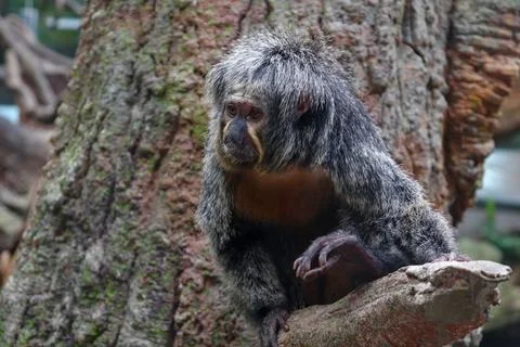 Older Saki Monkey Is On Tree Relaxing and Observing the Surroundings Nature Stock Photos