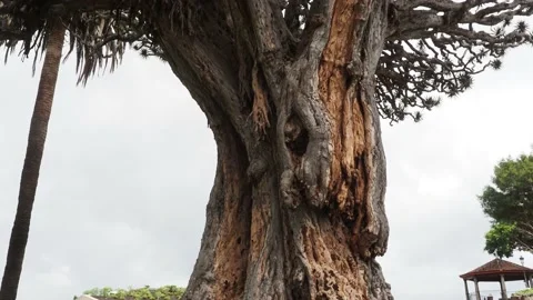 Oldest Dragon tree Stock Footage 208120971