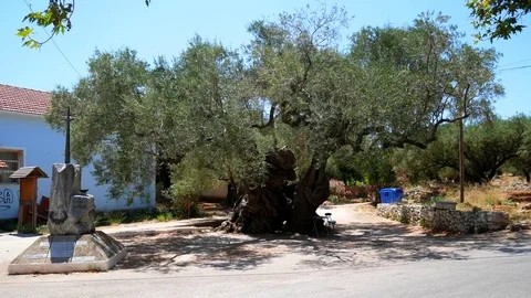 Oldest Olive Tree in Exo Hora, Zakynthos Stock Footage 84908118