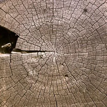 Oldest tree in the context of the rings Photos